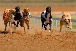 Greyhound racing Greyhound racing news